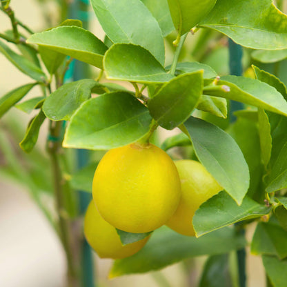 Lemon Seeds For Planting - Heirloom Fruit Plant for Home Gardens