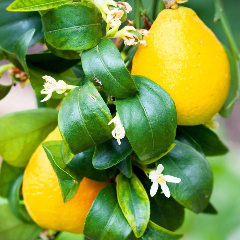 Lemon Seeds For Planting - Heirloom Fruit Plant for Home Gardens