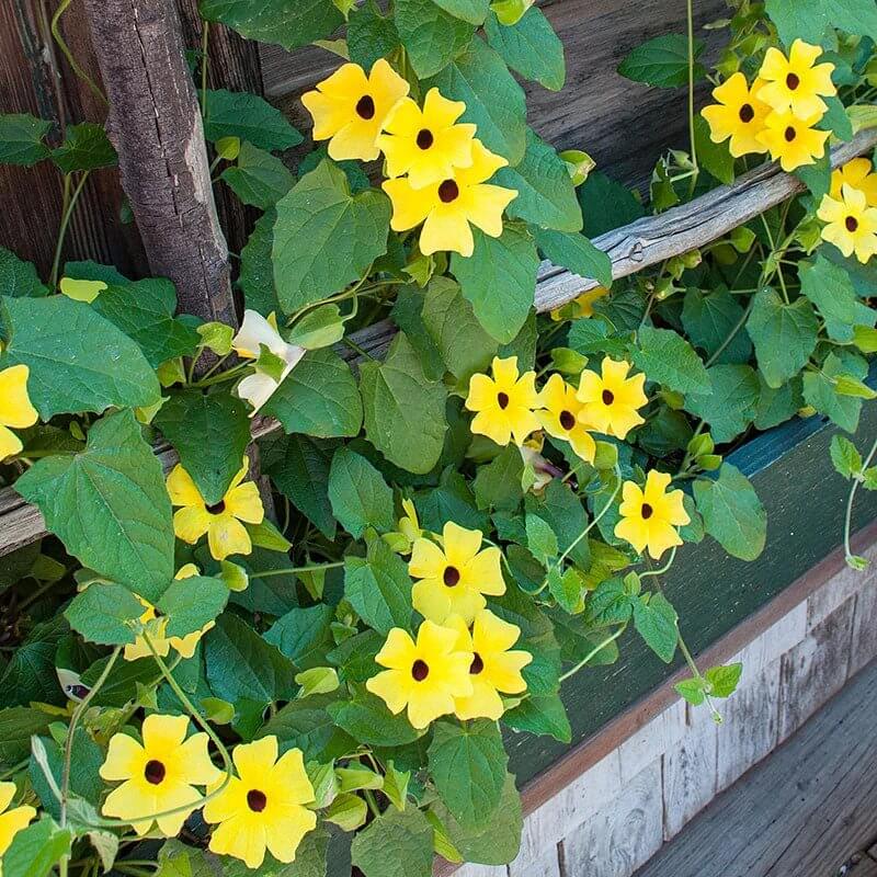 Lemon Star Thunbergia Seeds - Heirloom Flower Plant for Home Gardens