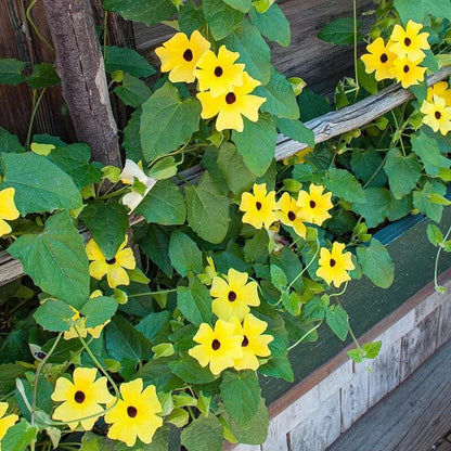 Lemon Star Thunbergia Seeds - Heirloom Flower Plant for Home Gardens