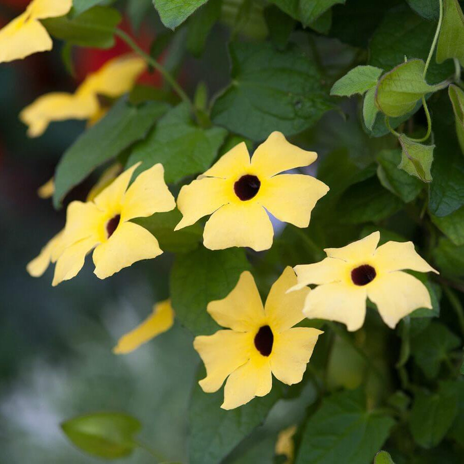 Lemon Star Thunbergia Seeds - Heirloom Flower Plant for Home Gardens