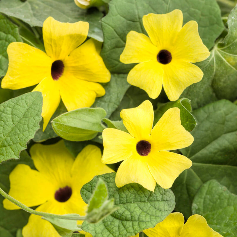 Lemon Star Thunbergia Seeds - Heirloom Flower Plant for Home Gardens