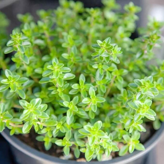 Lemon Thyme Seeds - Herbal Plant
