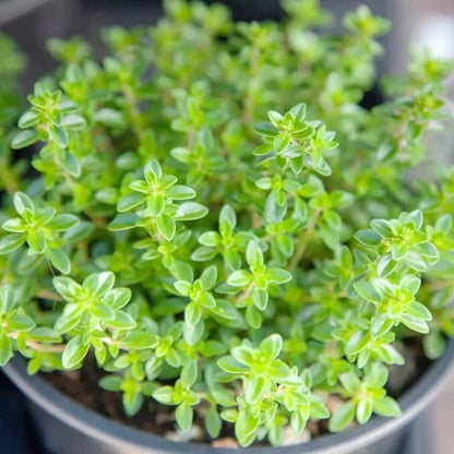Lemon Thyme Seeds - Herbal Plant