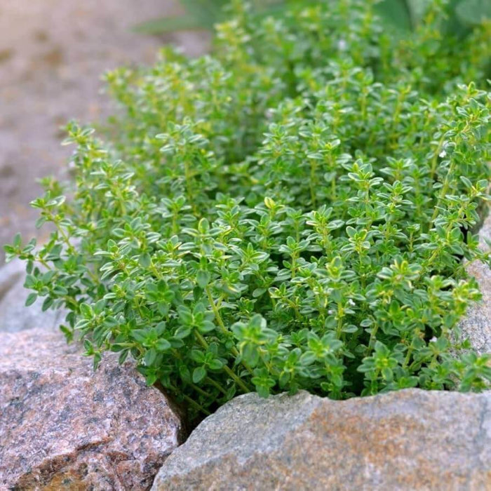 Lemon Thyme Seeds - Herbal Plant