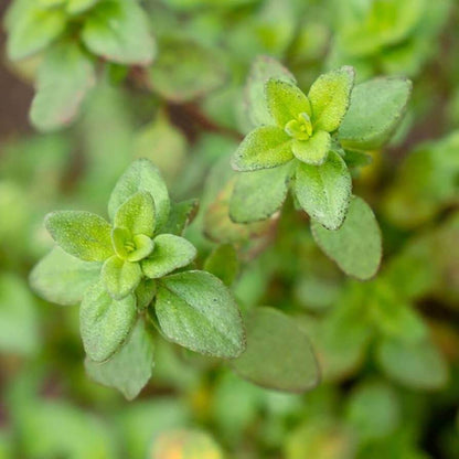 Lemon Thyme Seeds - Herbal Plant
