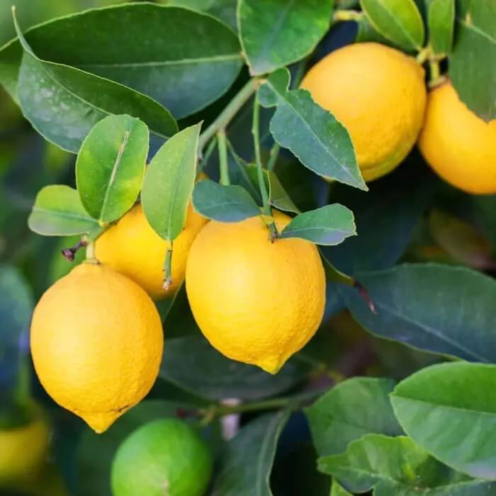 Lemon Tree Seeds - Fruit Plant