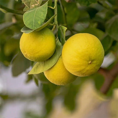 Lemon Tree Seeds - Fruit Plant
