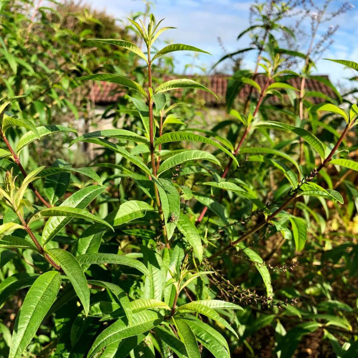 Lemon Verbena Seeds - Herbal Plant