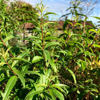 Lemon Verbena Seeds - Herbal Plant
