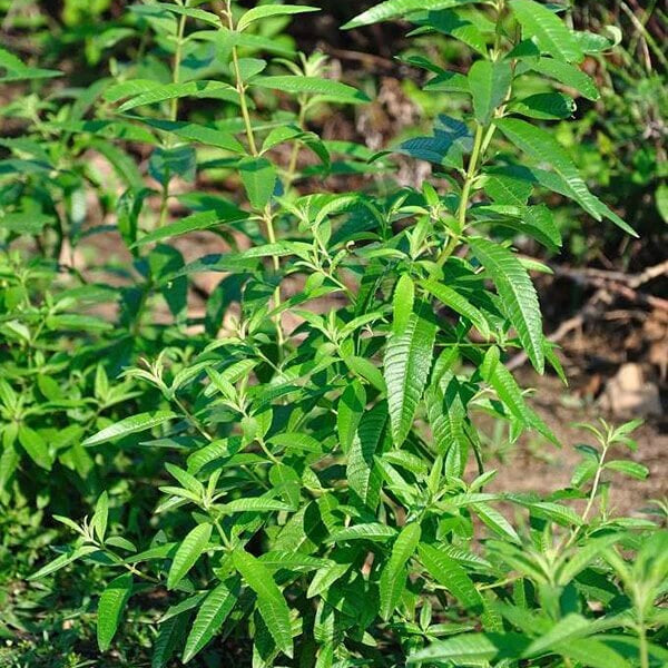 Lemon Verbena Seeds - Herbal Plant