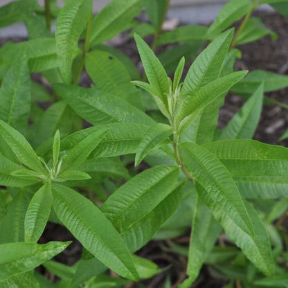 Lemon Verbena Seeds - Herbal Plant
