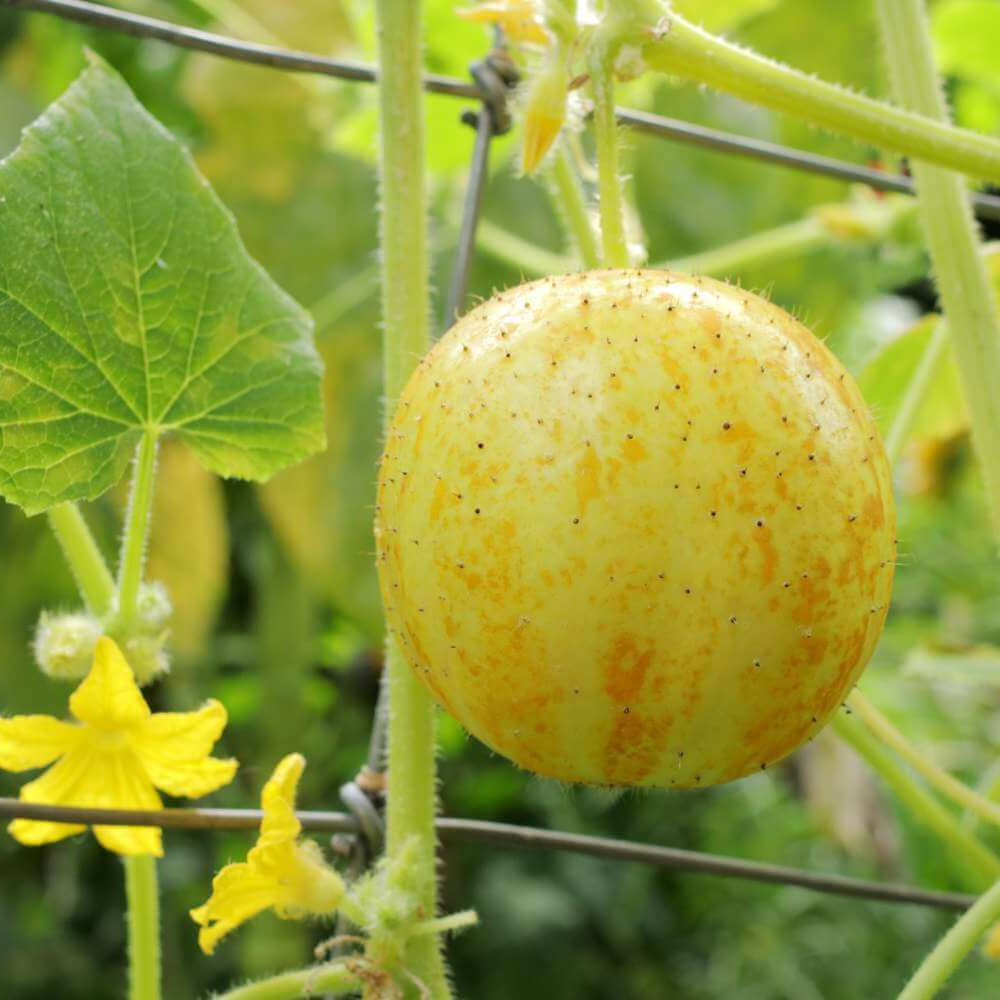 Lemon cucumber seeds - Vegetable Plant