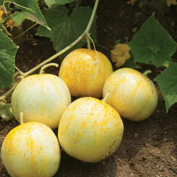 Lemon cucumber seeds - Vegetable Plant