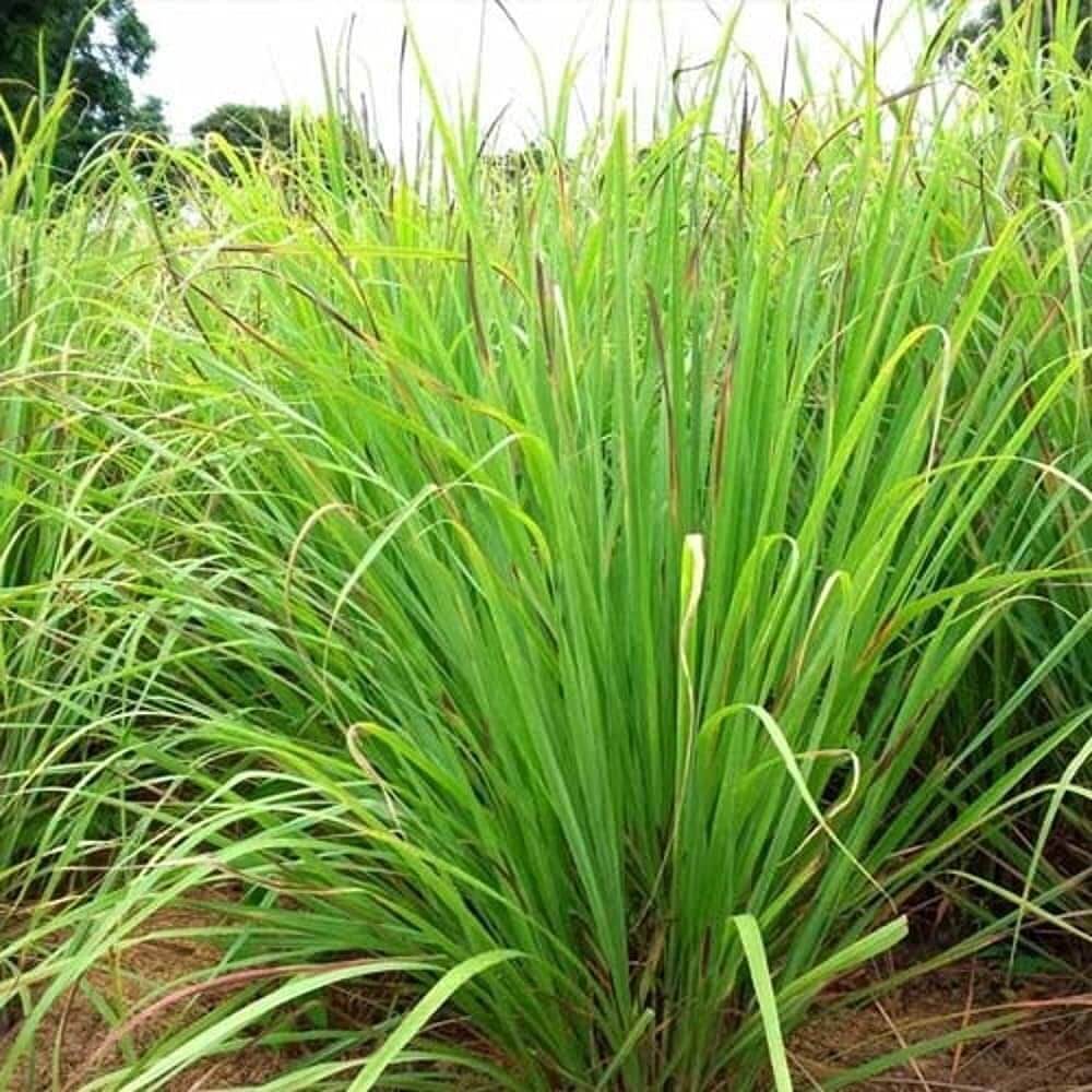 Lemongrass Seeds - Herbal Plant