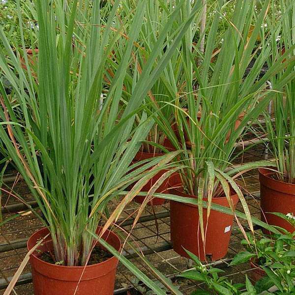 Lemongrass Seeds - Herbal Plant