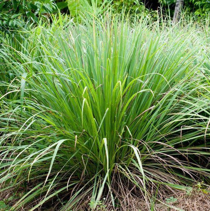 Lemongrass Seeds - Herbal Plant