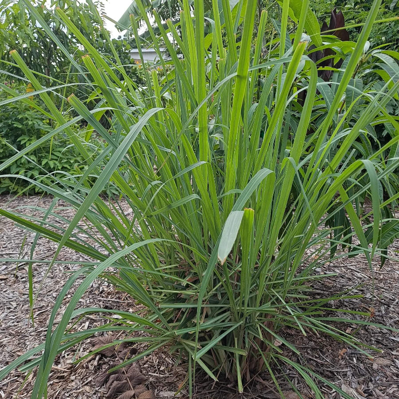 Lemongrass Seeds 