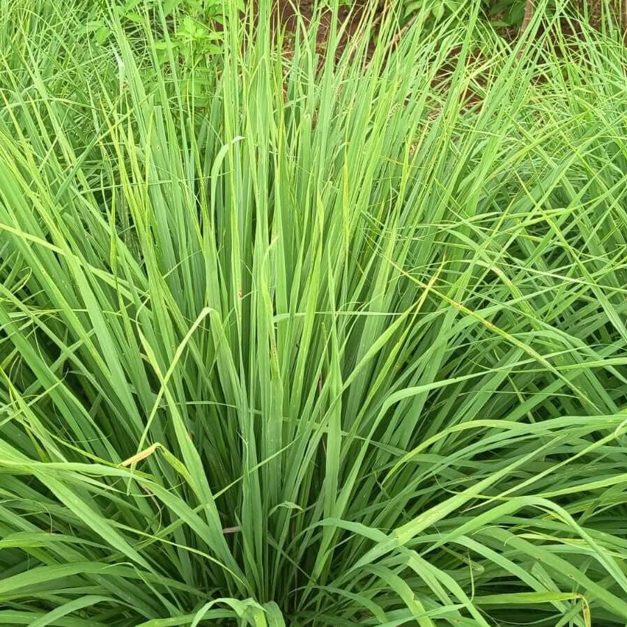 Lemongrass Seeds 