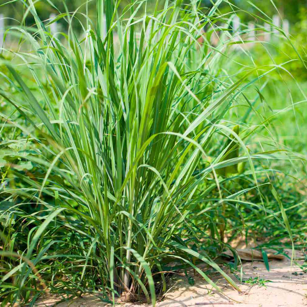 Lemongrass Seeds 