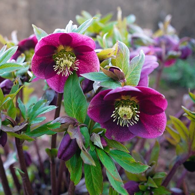 Lenten Rose Seeds - Flower Plant