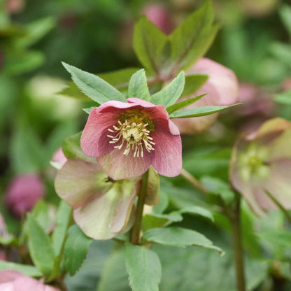 Lenten Rose Seeds - Flower Plant