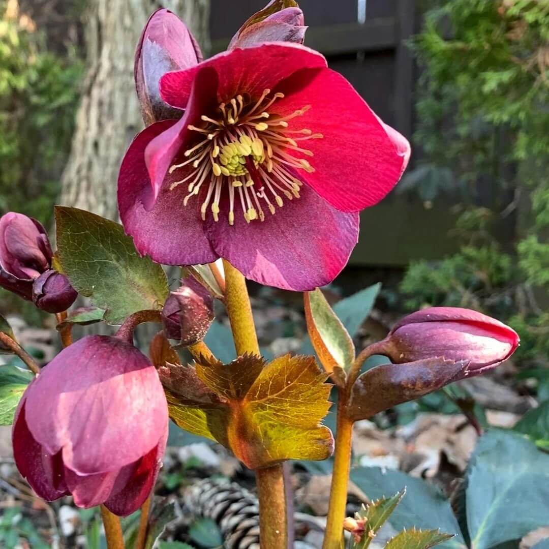 Lenten Rose Seeds - Flower Plant