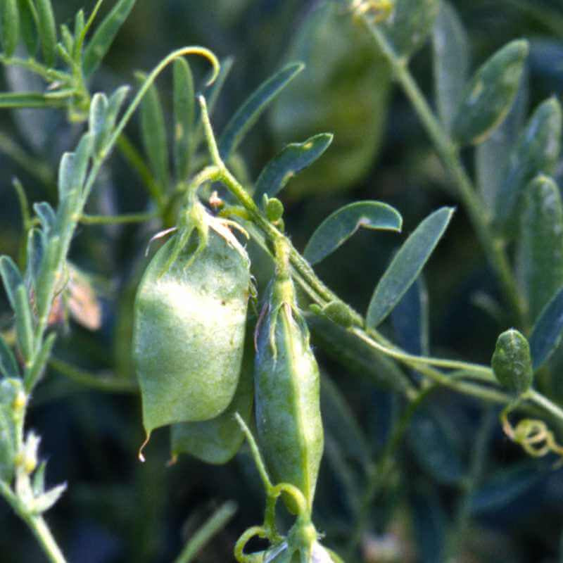 Lentil Seeds