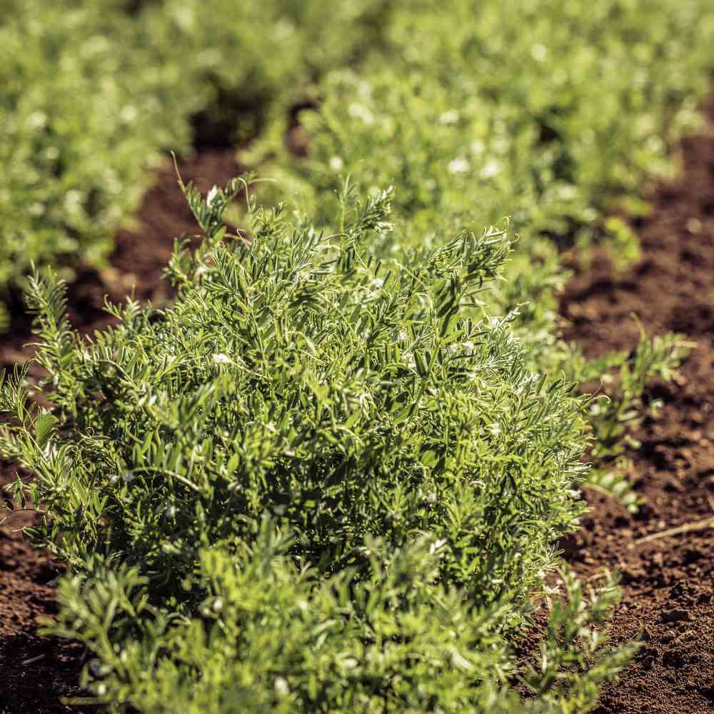 Lentil Seeds