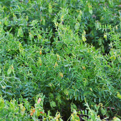 Lentil Seeds