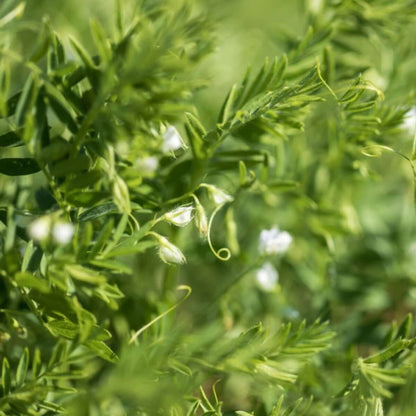 Lentil Seeds