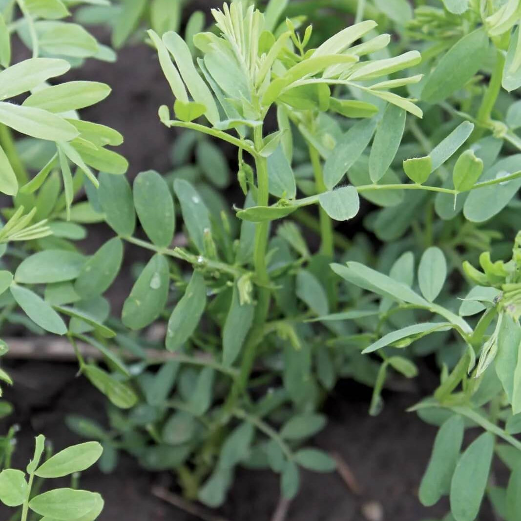 Lentil Seeds