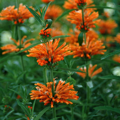 Leonotis Nepetifolia Seeds - Heirloom Flower Plant for Home Gardens