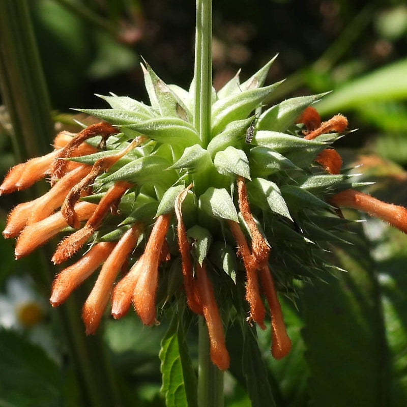 Leonotis Nepetifolia Seeds - Heirloom Flower Plant for Home Gardens
