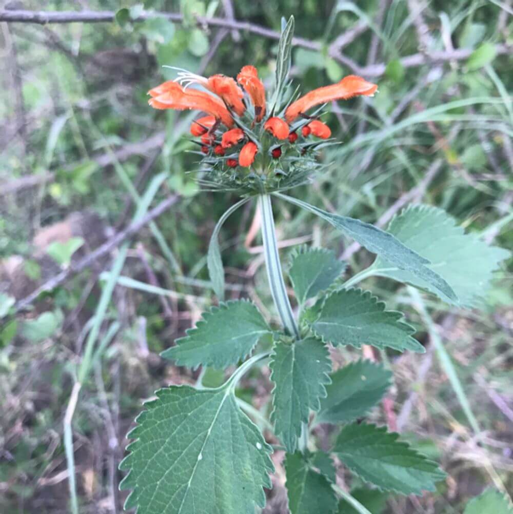 Leonotis Nepetifolia Seeds - Heirloom Flower Plant for Home Gardens