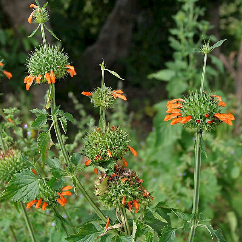 Leonotis Nepetifolia Seeds - Heirloom Flower Plant for Home Gardens