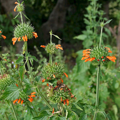 Leonotis Nepetifolia Seeds - Heirloom Flower Plant for Home Gardens
