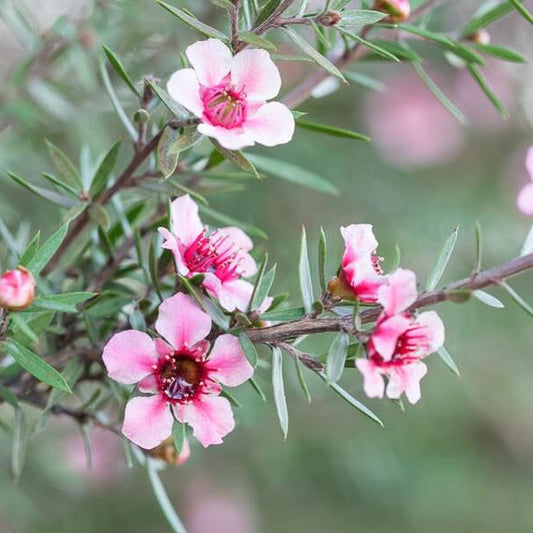 Leptospermum scoparium Manuka Seeds