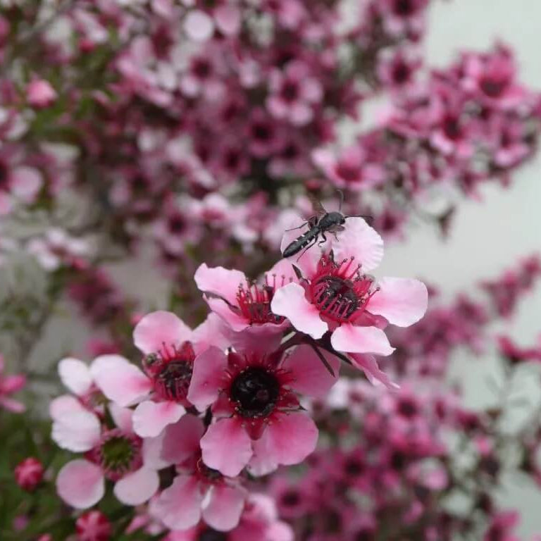 Leptospermum scoparium Manuka Seeds