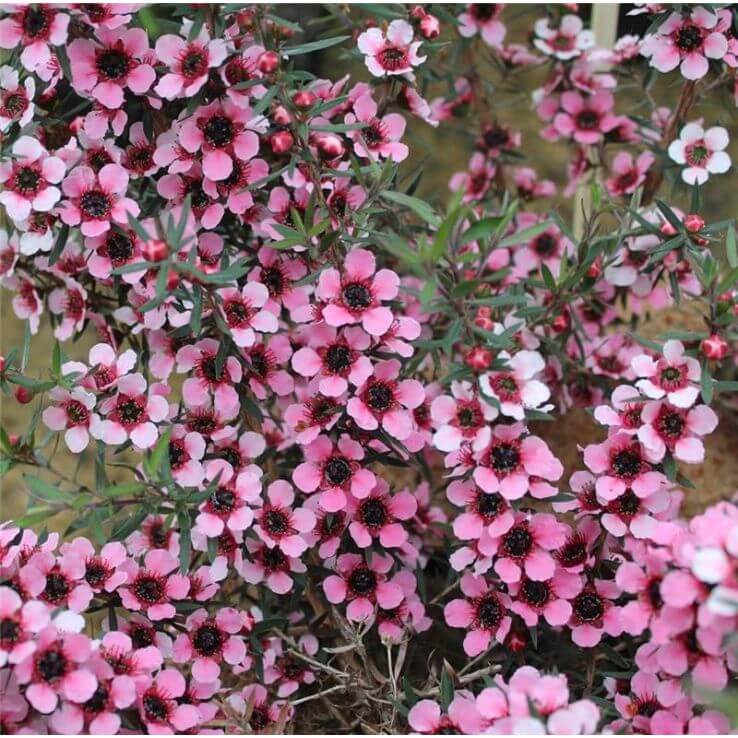 Leptospermum scoparium Manuka Seeds