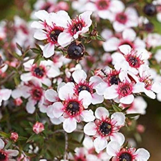 Leptospermum scoparium Manuka Seeds