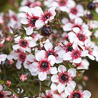 Leptospermum scoparium Manuka Seeds
