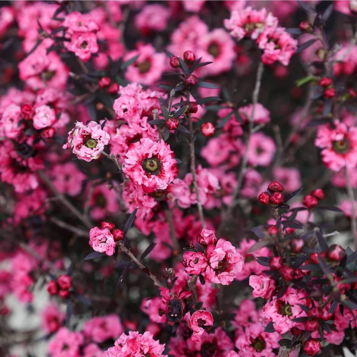 Leptospermum scoparium Manuka Seeds