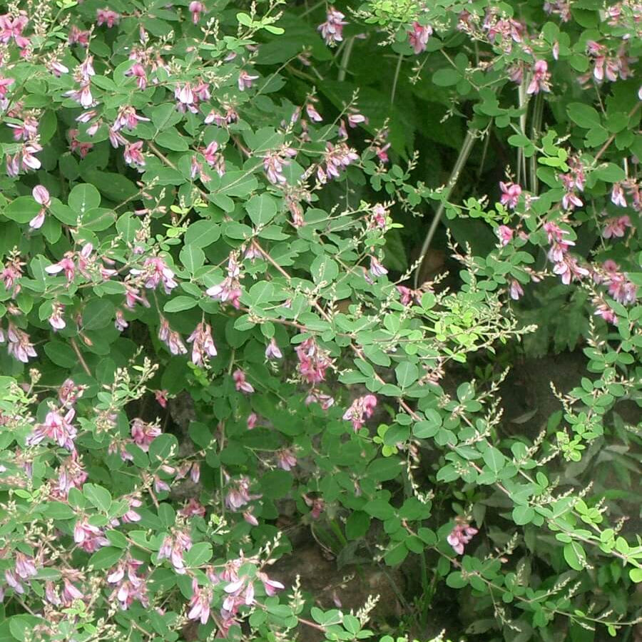 Lespedeza Bicolor Seeds - Ornamental Plant Seeds for Home Gardens