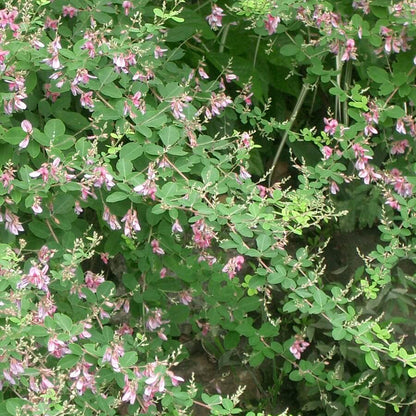 Lespedeza Bicolor Seeds - Ornamental Plant Seeds for Home Gardens