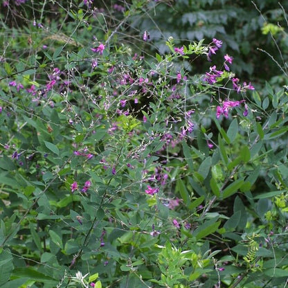 Lespedeza Bicolor Seeds - Ornamental Plant Seeds for Home Gardens