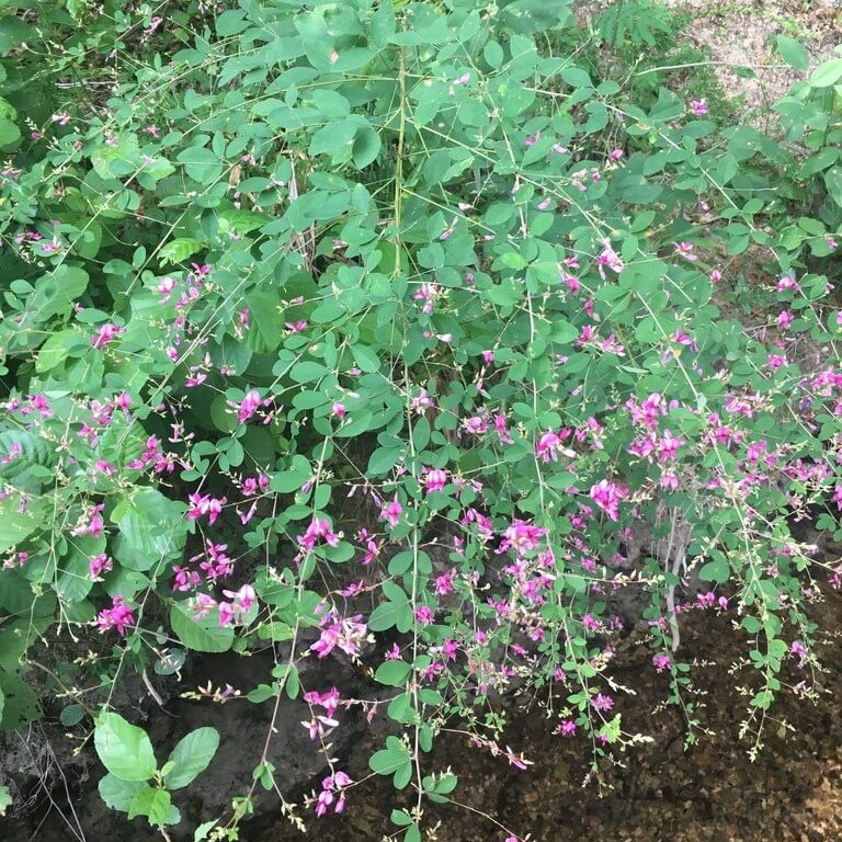 Lespedeza Bicolor Seeds - Ornamental Plant Seeds for Home Gardens