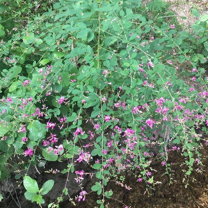 Lespedeza Bicolor Seeds - Ornamental Plant Seeds for Home Gardens
