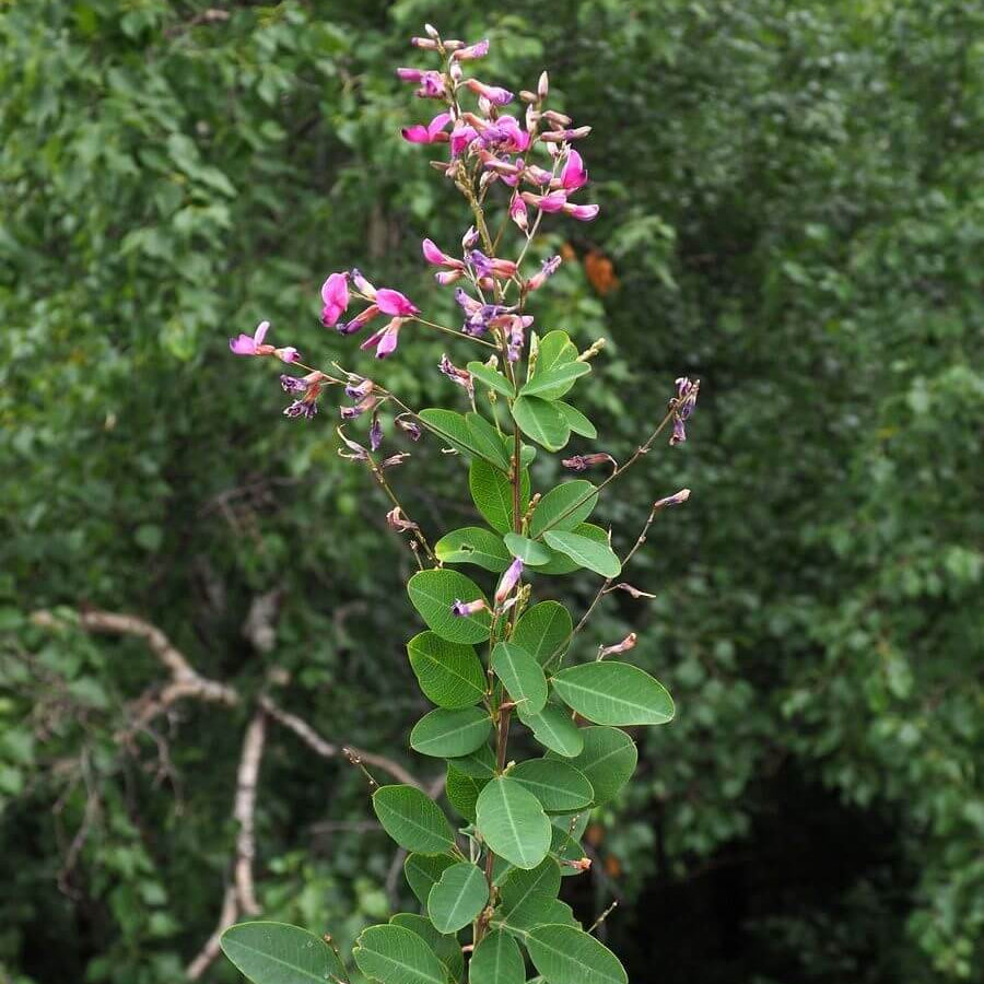 Lespedeza Bicolor Seeds - Ornamental Plant Seeds for Home Gardens
