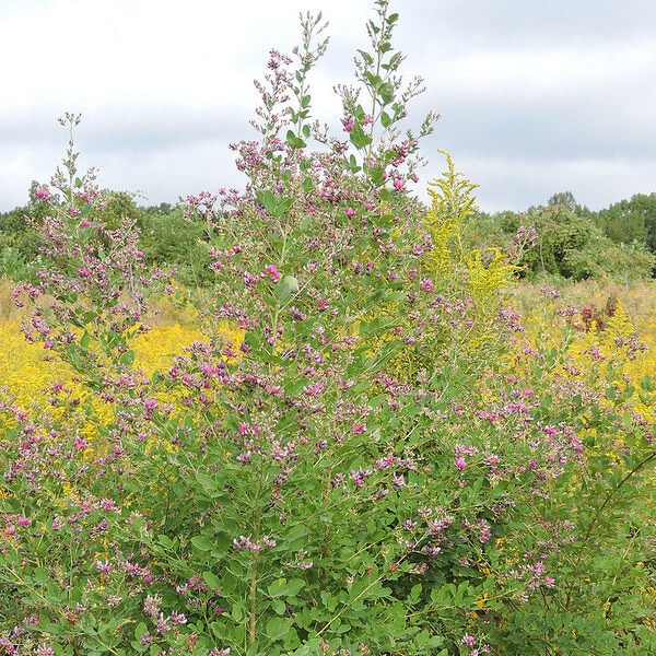 Lespedeza Bicolor Seeds - Ornamental Plant Seeds for Home Gardens